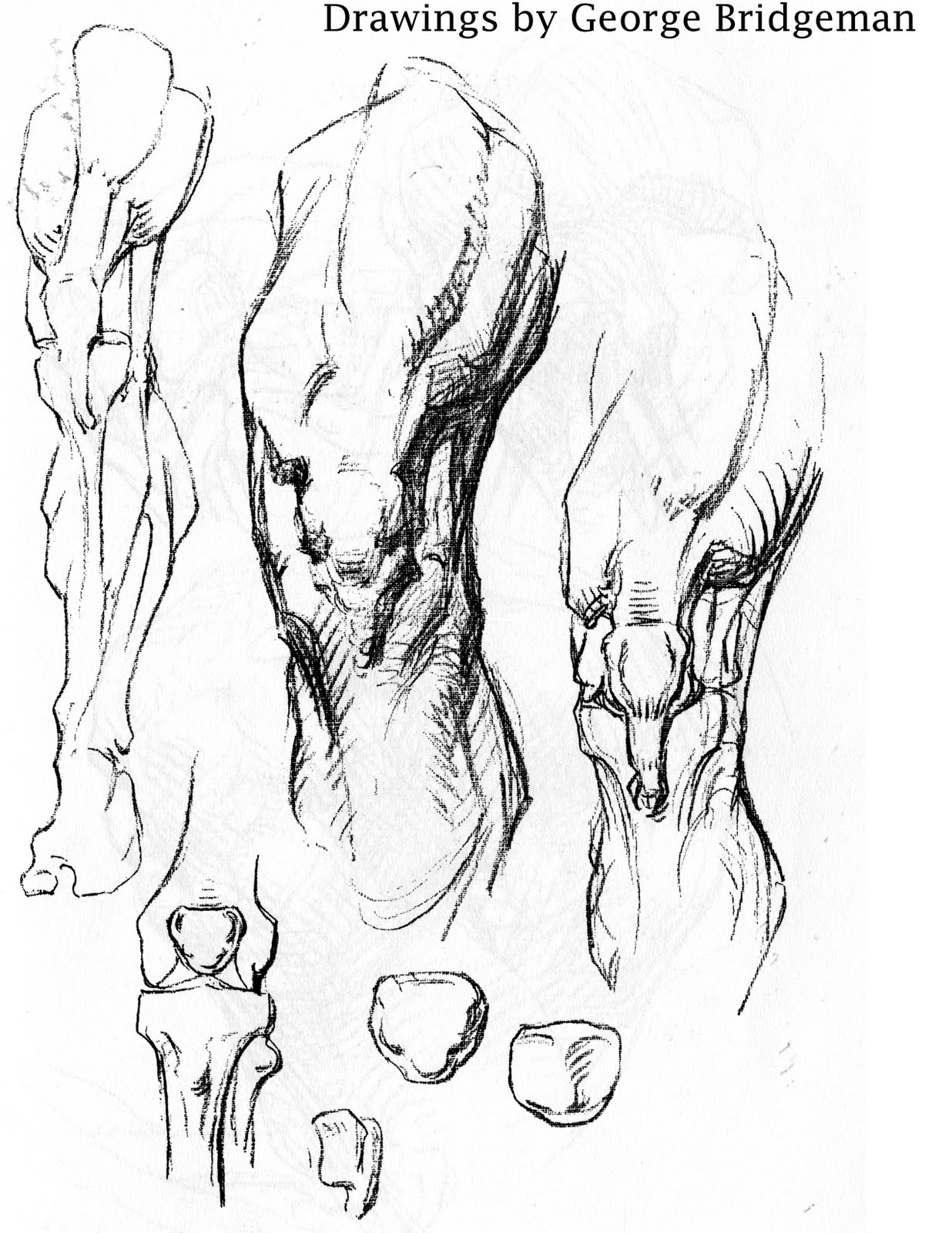 1236x1600 Drawing Analysis And Stuff Leg Shapes