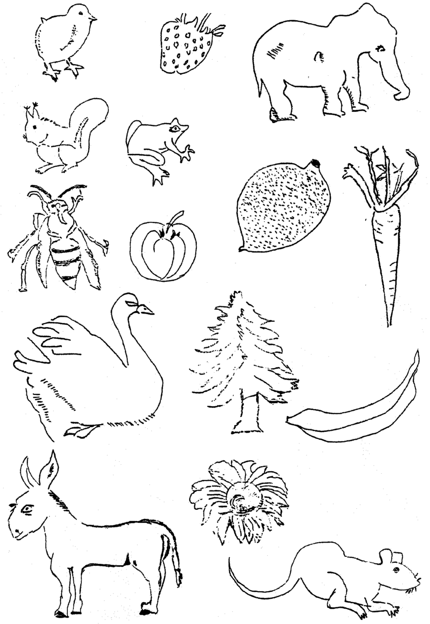 850x1234 Examples Of Copy Drawings Made By Er For Living Things. Download