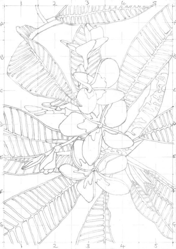 566x800 Outline Drawing Course Module Completed! Watercolour Journey By