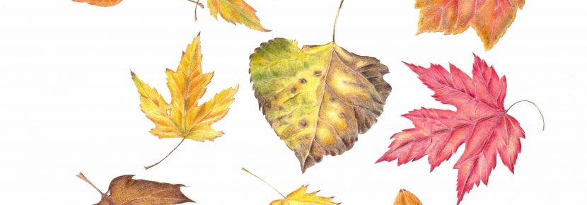 830x290 Image Result For Step By Step Colored Pencil Fall Leaf High