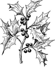 236x286 Photos Drawing Of Holly Leaves,