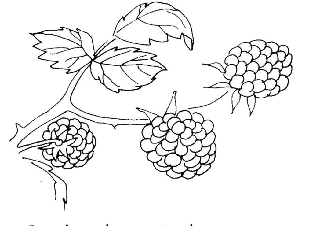 1048x739 Berries Coloring Pages Berry Girls A For Free Click This Size Link