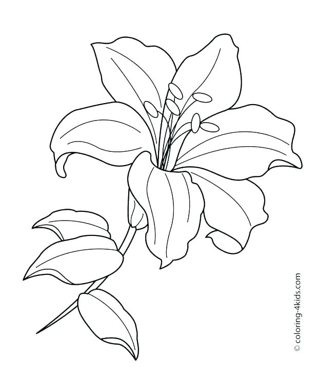 618x735 Colouring Picture Of Rose Coloring Pictures Of Roses Coloring