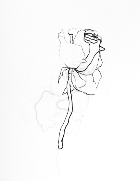 464x600 Collection Of Dying Rose Drawing High Quality, Free Cliparts