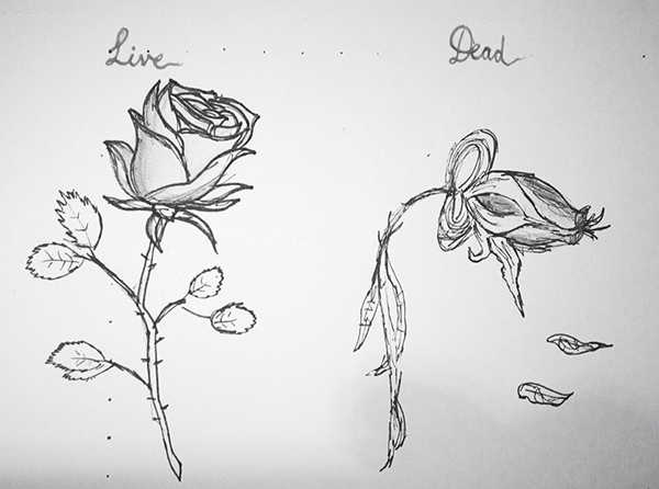 Drawing Of A Dying Rose at GetDrawings | Free download