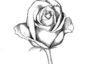 300x210 43 Beautiful Pictures Of Drawings Of A Rose Drawing Ideas