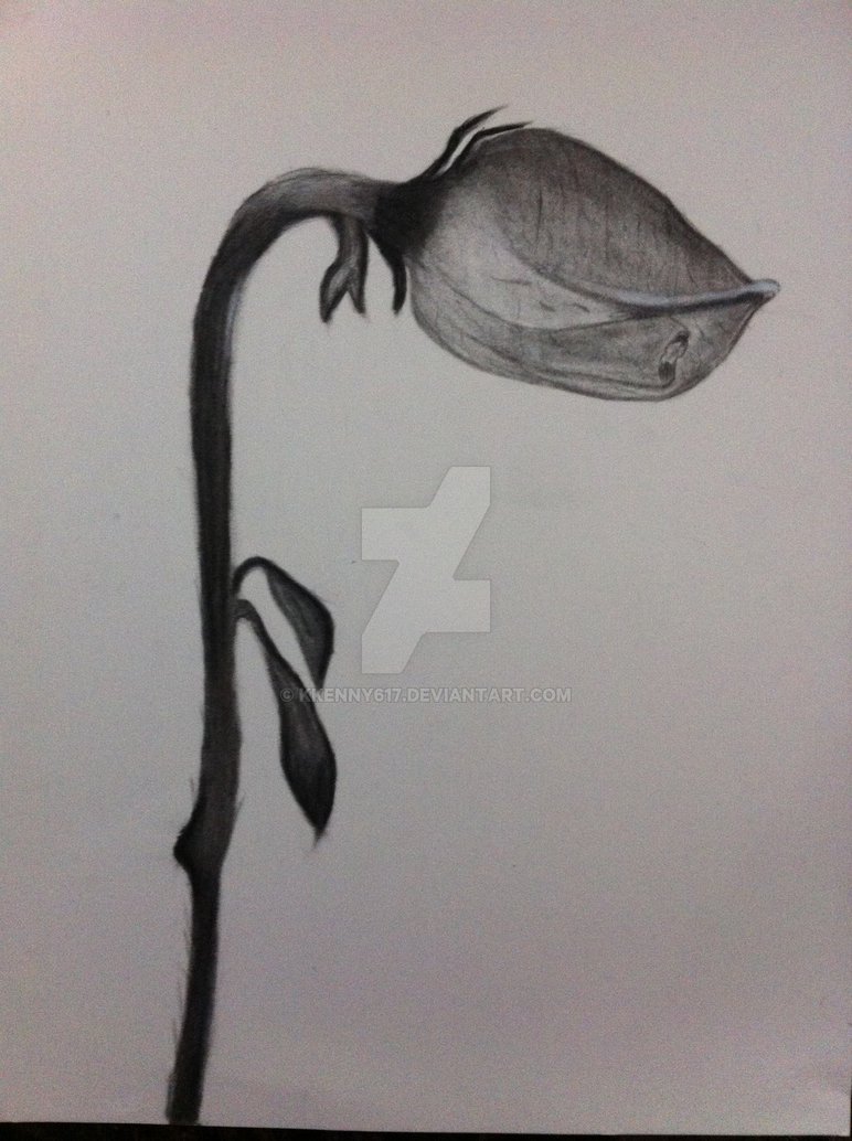 772x1034 Dying Rose By Kkenny617