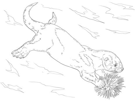 480x360 Sea Otter Eating Sea Urchin Coloring Page From Otters Category
