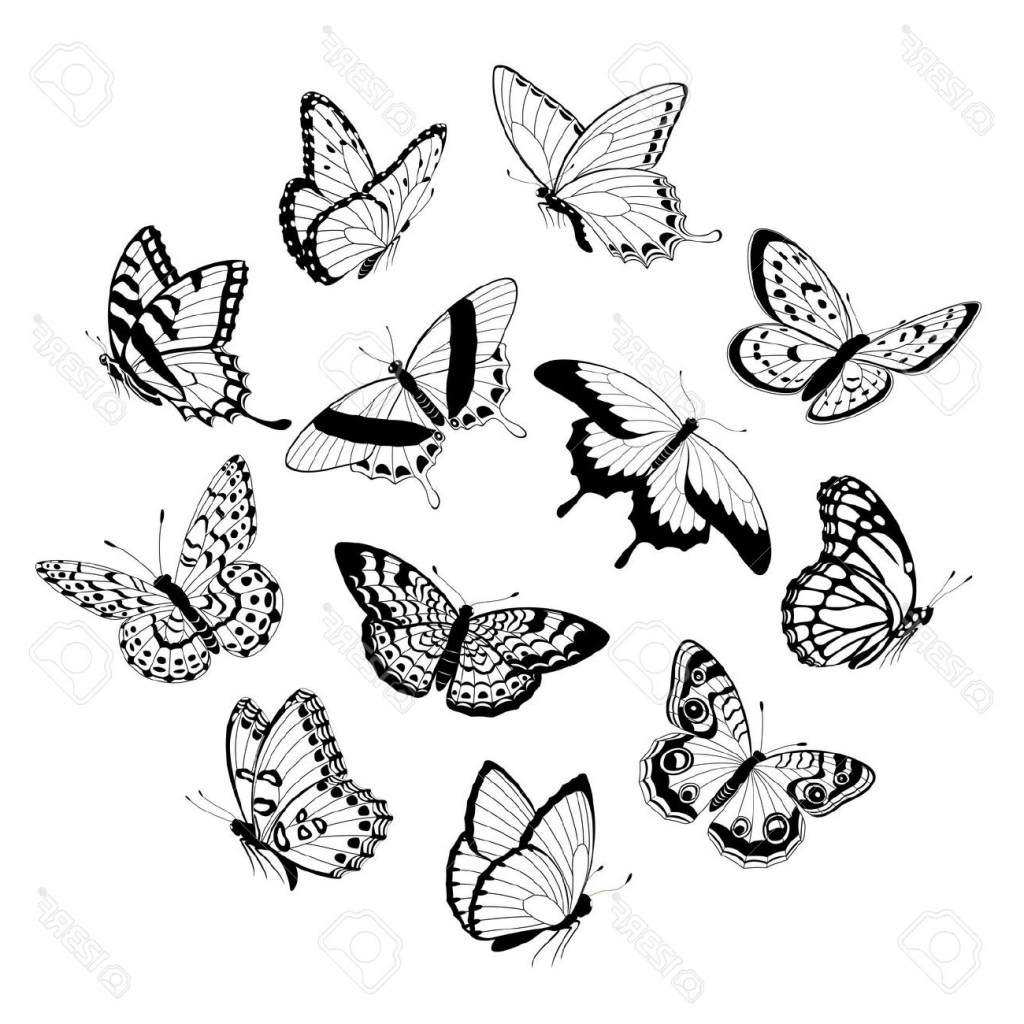1024x1024 How To Draw Butterflies Flying Skeleton Hand Drawing Vector