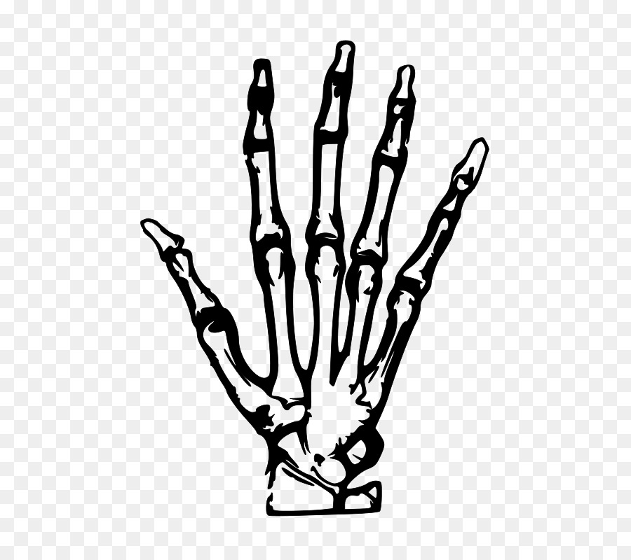 900x800 Human Skeleton Hand Bone Clip Art