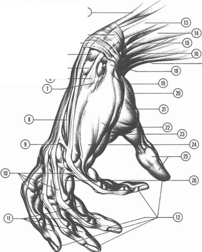 852x1060 Anatomyand Structure