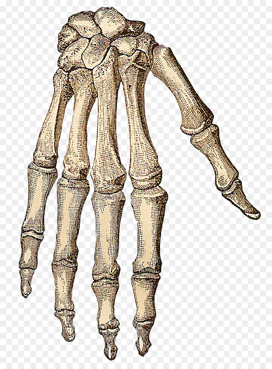 900x1220 Human Skeleton Hand Bone Clip Art