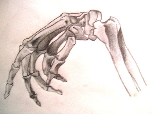 600x450 The 90 Best Skeletons Images On Bones, Human Body