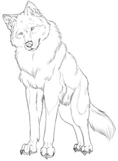 Drawing Of A Wolf Sitting