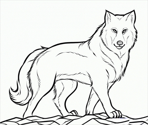 585x493 Wolf Drawing Free Printable Pdf, Jpeg Format Download