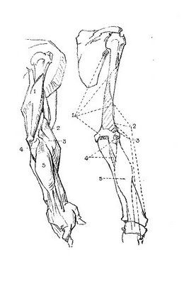 260x400 George Bridgman