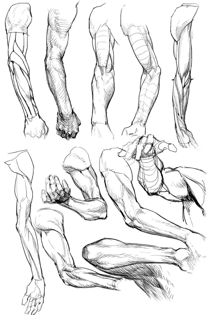 736x1104 251 Best Art Anatomy Arms Amp Hands Images On Drawing