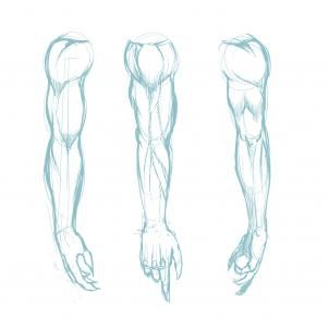 302x302 231 Best Drawing Arms Images On Arms, Sketches