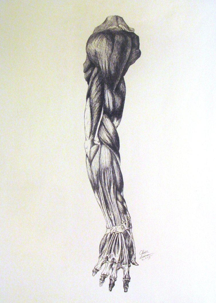 755x1057 Anatomy Of An Arm By Revolver Studios