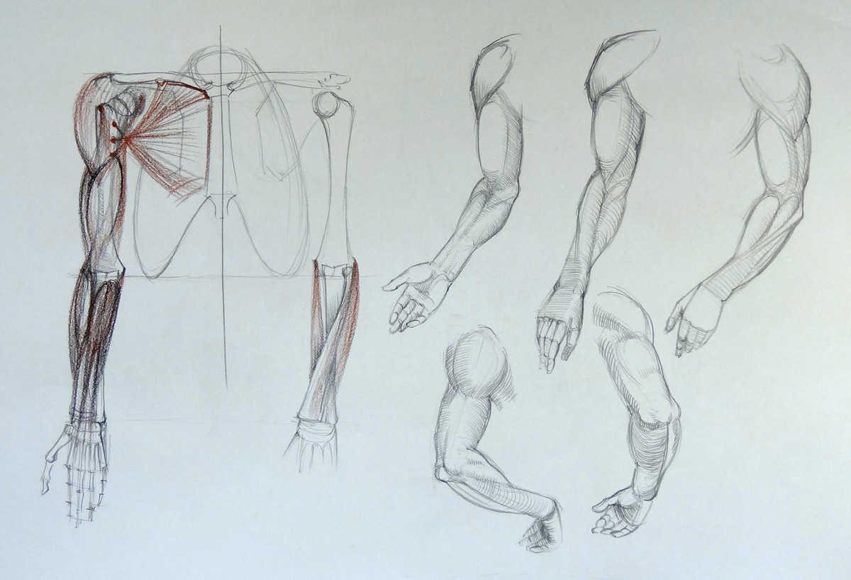 1200x817 Arm Anatomy