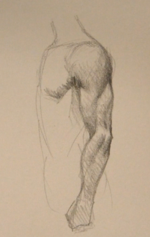 500x792 Draw Arm Muscles Side View