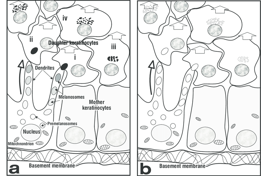 Drawing Of Cytoplasm