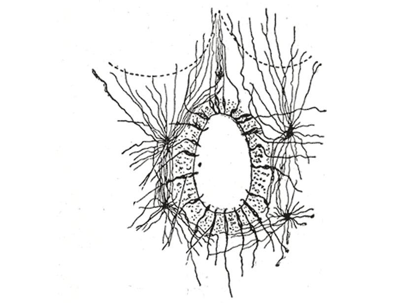 800x615 Ependymal Cells Characteristics, Types And Functions Life Persona