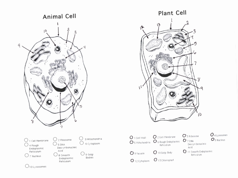 800x600 Plant Cells Diagram Awesome Structure Of Plant Cell With Diagram