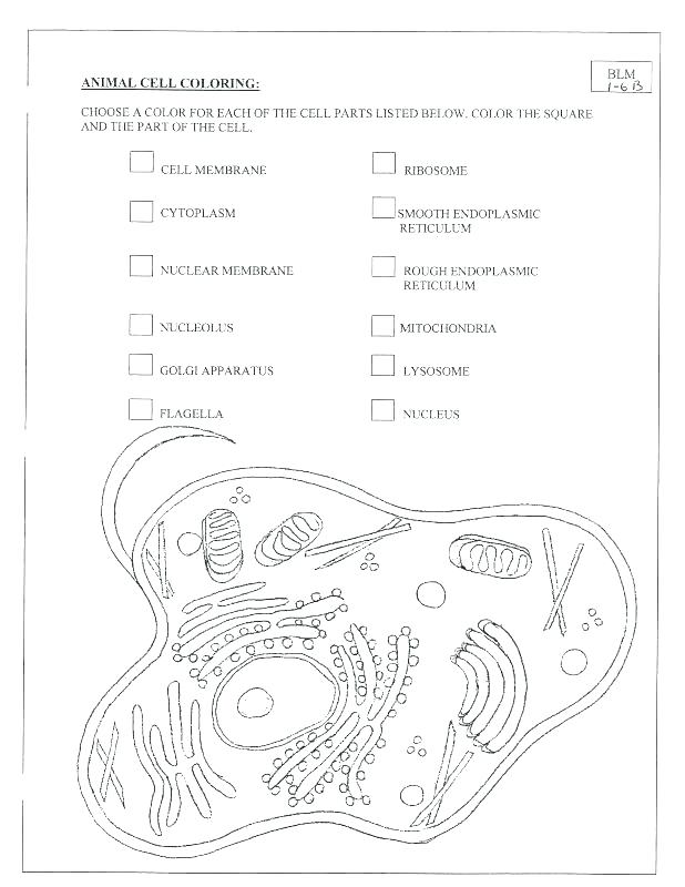618x800 Plant Diagram Coloring Sheet Animal Cell Coloring Sheet Animal
