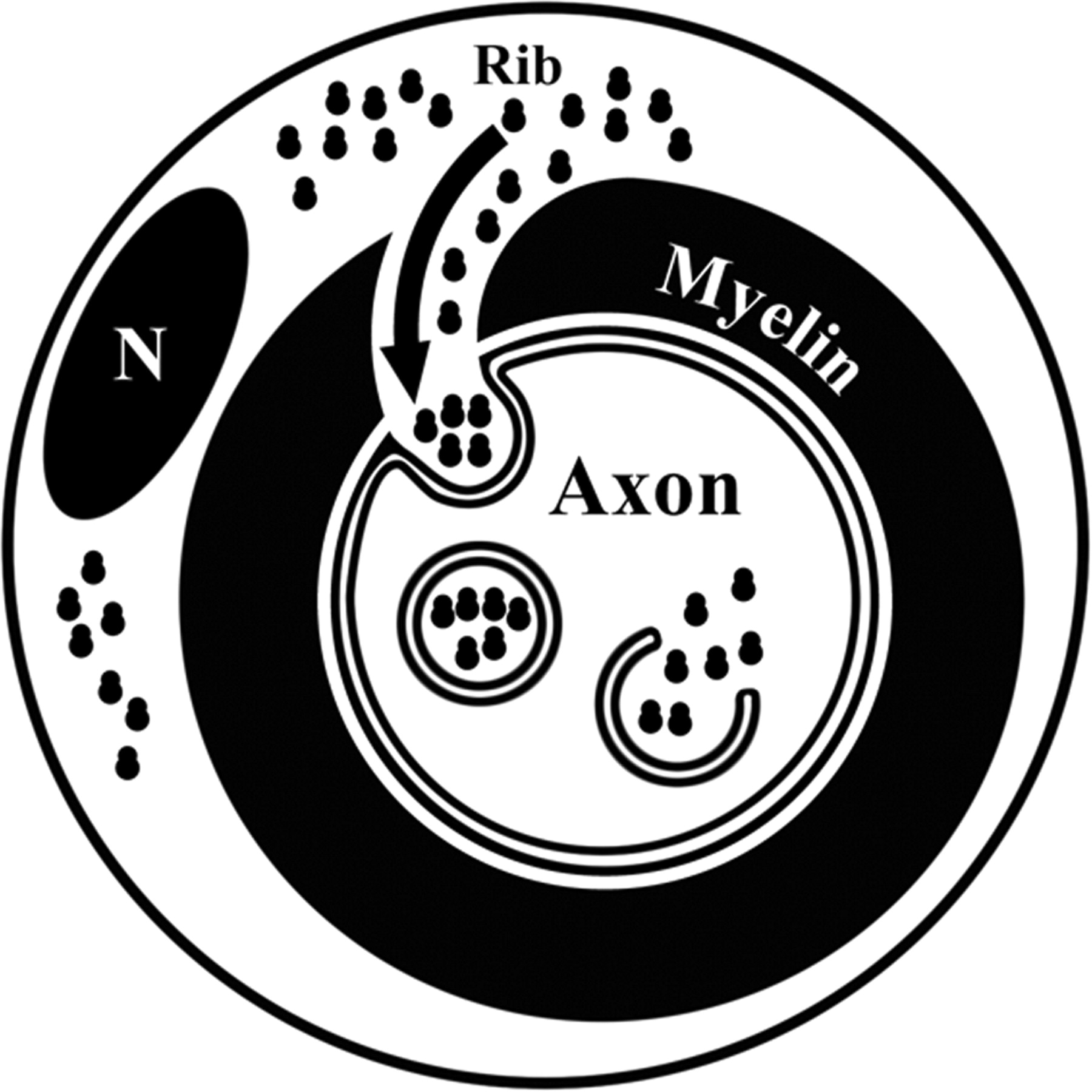 1800x1800 Schwann Cell To Axon Transfer Of Ribosomes Toward A Novel