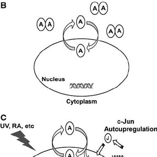 320x320 Subcellular Localization Ofp 1 Dimersnd Proteins. (