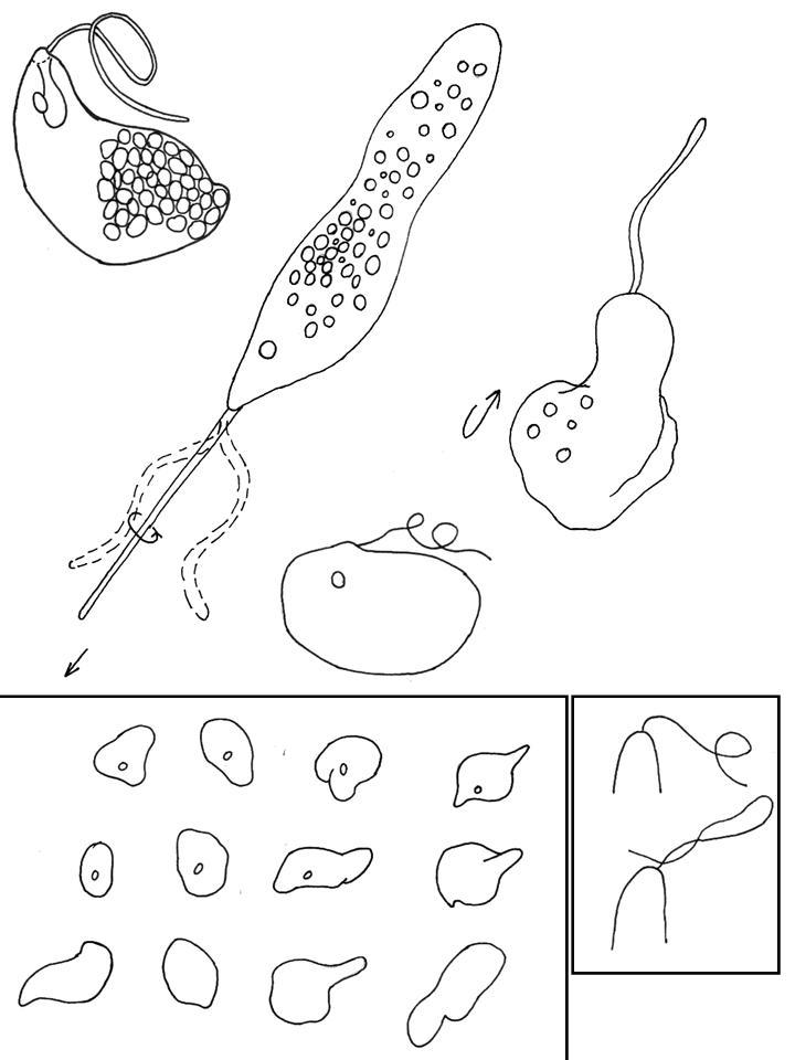 720x960 Cells And Microscopes