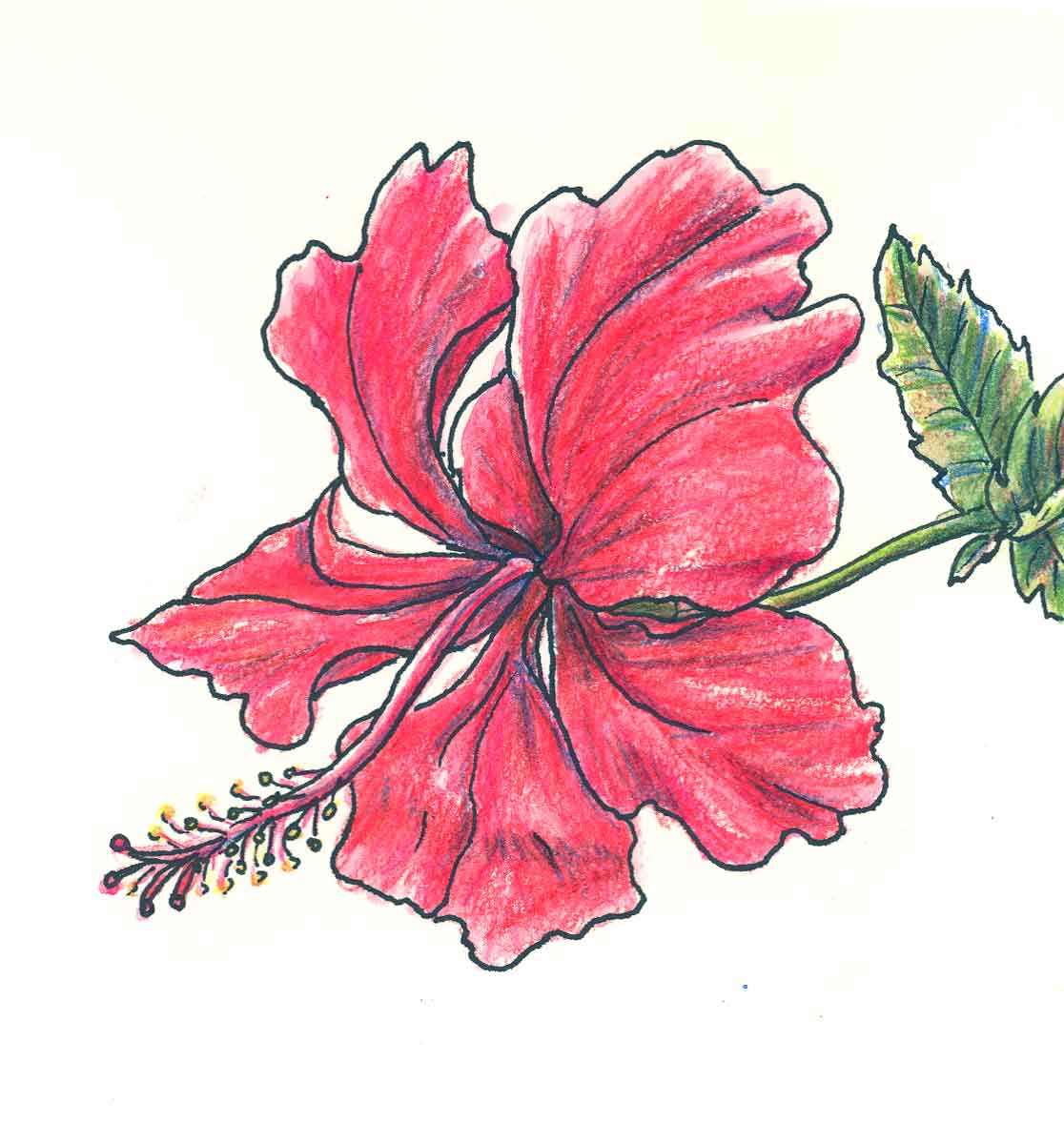 1116x1200 Nice Flower Images Flower Drawing
