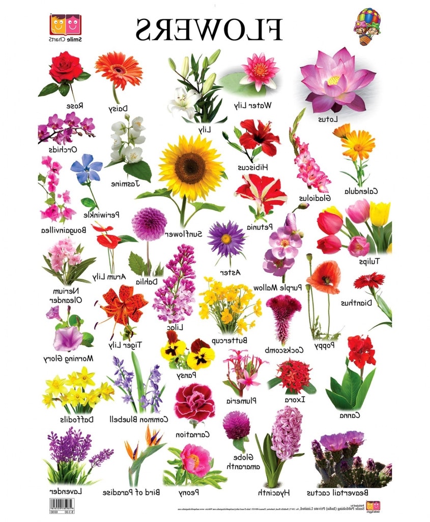 Drawing Of Different Types Of Flowers at GetDrawings | Free download