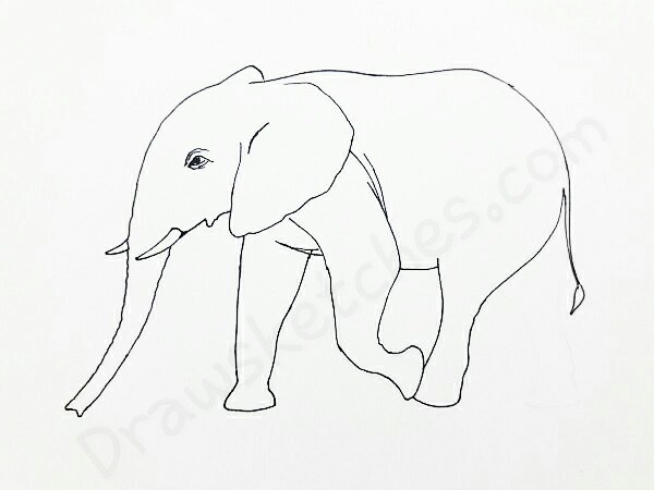 600x450 How To Draw An Elephant In 13 Easy And Detailed Steps With (Pictures)
