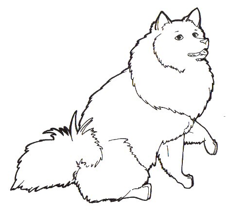 471x436 American Eskimo Dog By Riosaris