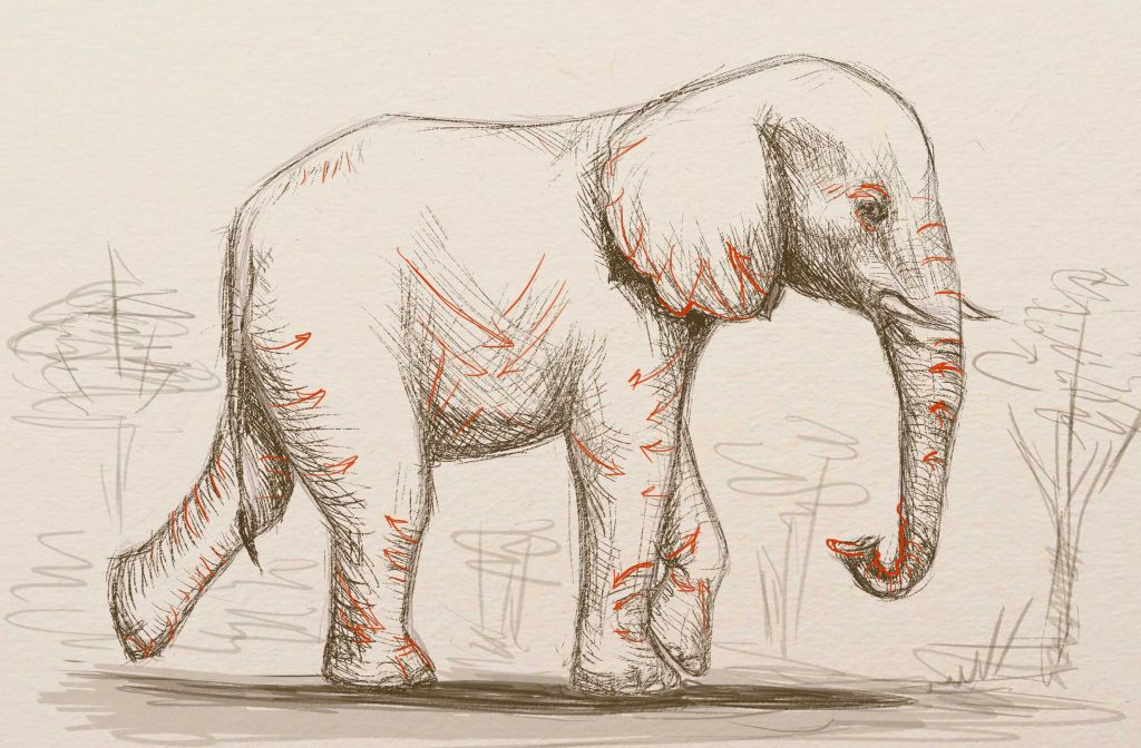 1024x672 How To Draw An Elephant
