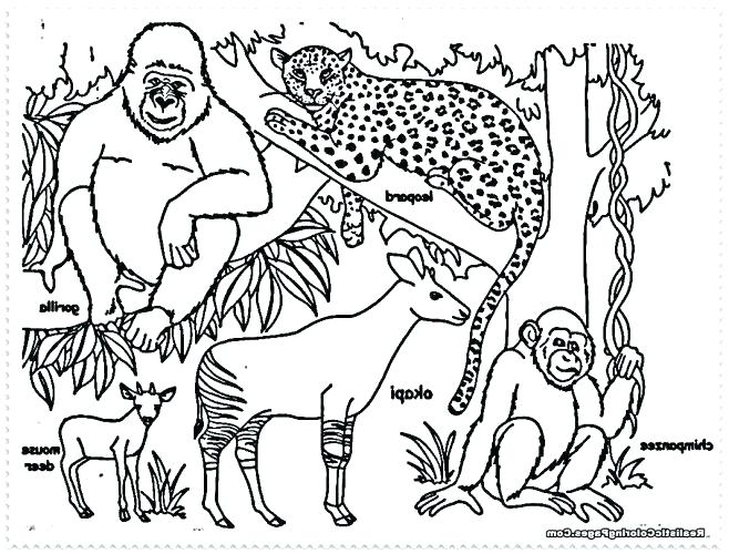 658x500 Jungle Animal Coloring Pages As Well As Safari Animal Coloring