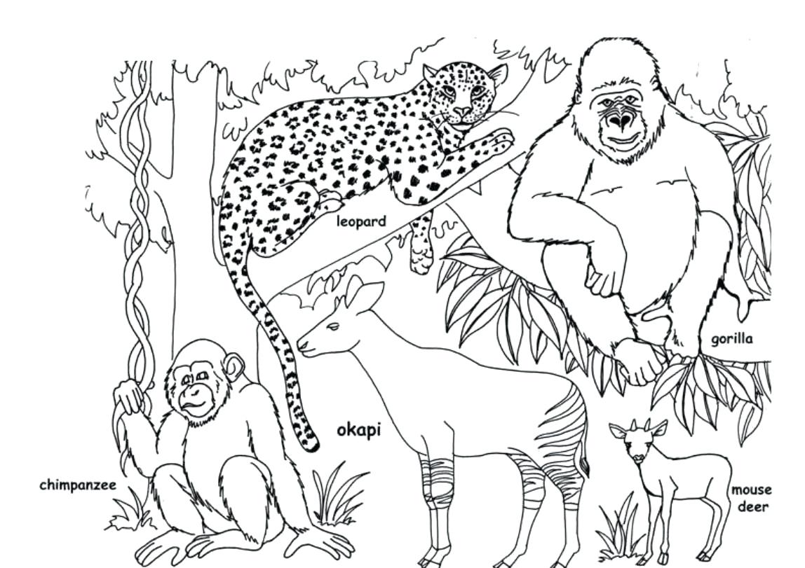 1148x811 Delivered Jungle Animal Coloring Pages Animals On Jungle Animal
