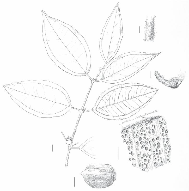 725x733 Rhodamnia Toratot N. Snow. Drawing Of Isotype