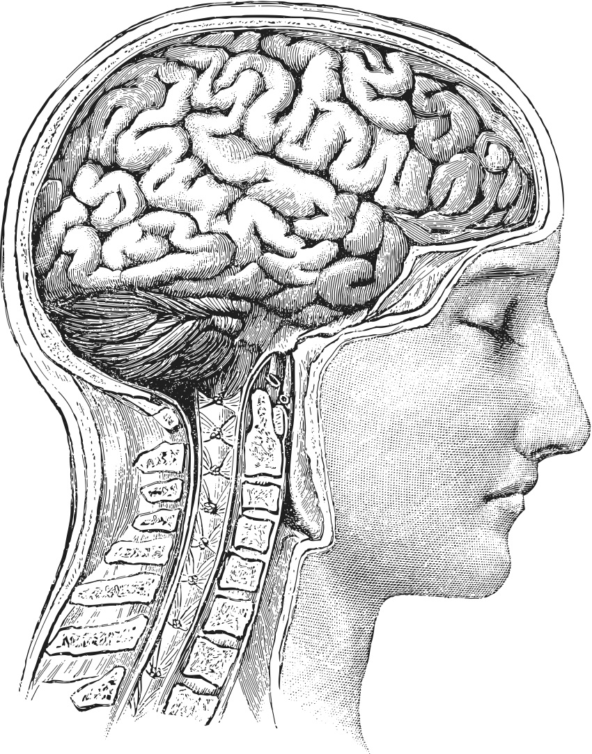 850x1083 Collection Of Vintage Brain Drawing High Quality, Free