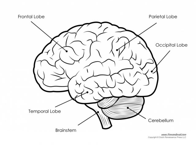 Drawing Of The Brain With Labels at GetDrawings | Free download