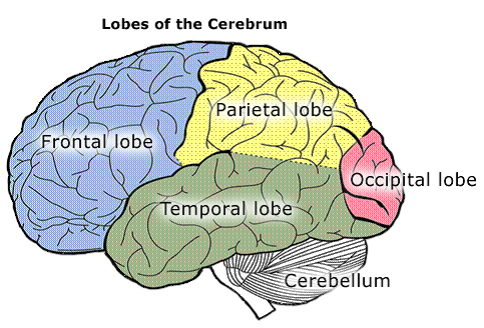 Label Diagram Of The Brain - General Wiring Diagram