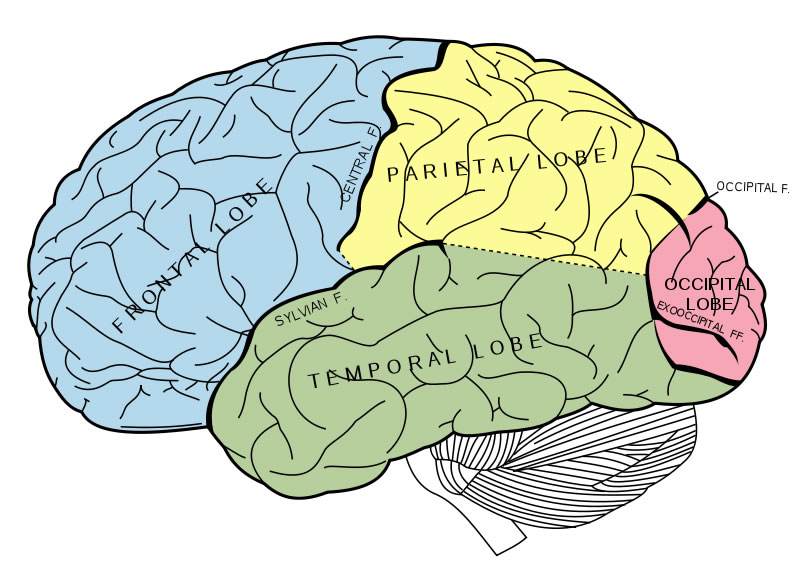 Drawing Of The Brain With Labels at GetDrawings.com | Free ...