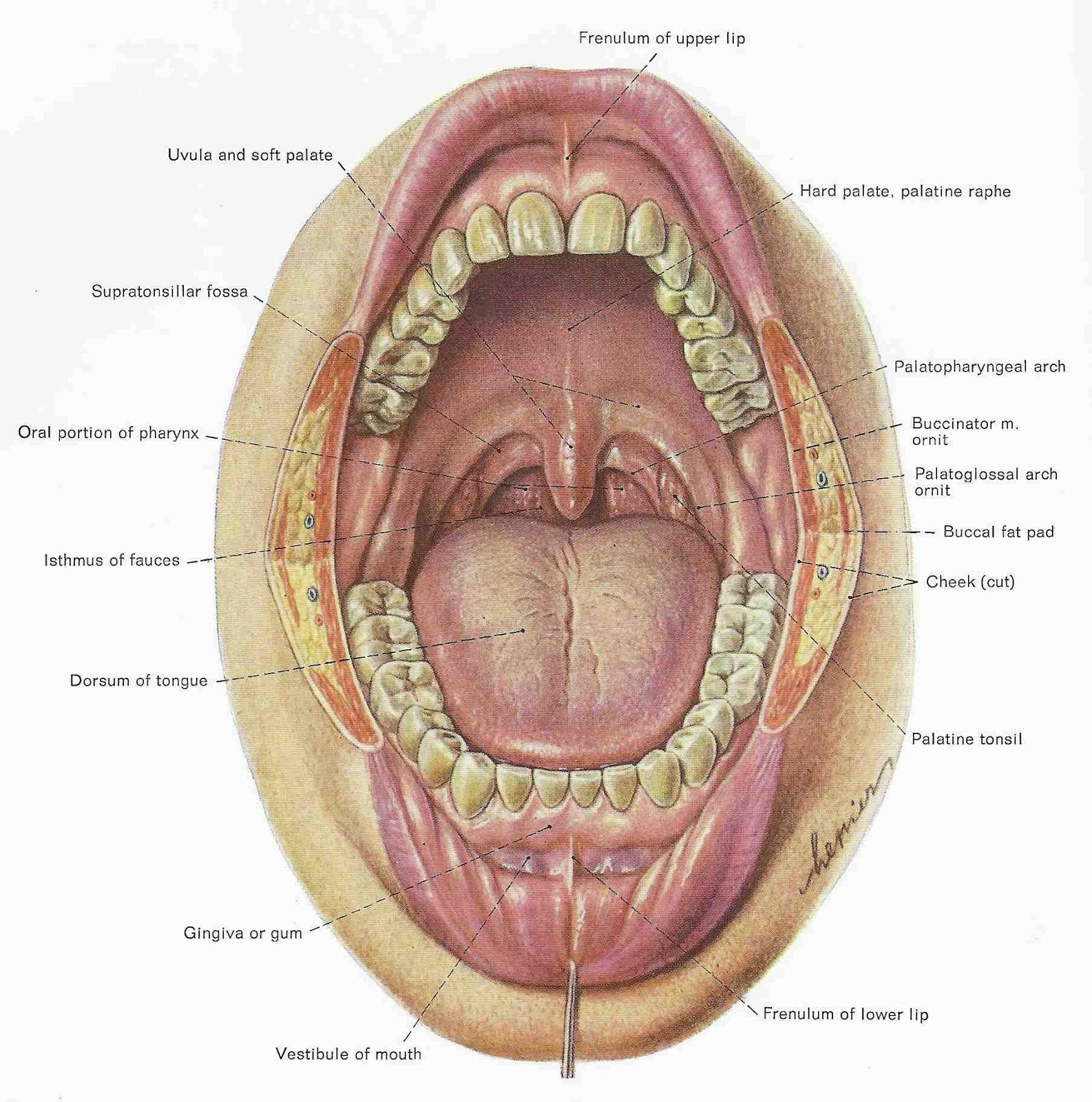 1586x1600 Mouth Teeth Diagram With Label