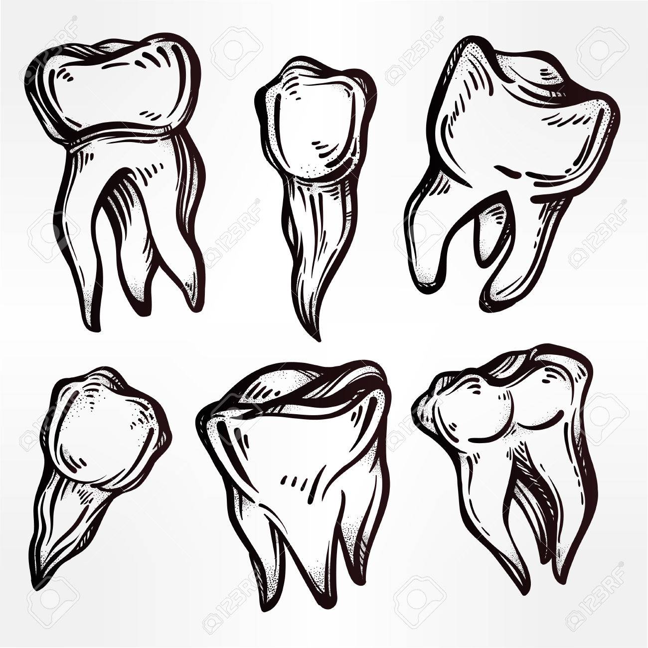1300x1300 Collection Of Human Teeth Drawing High Quality, Free