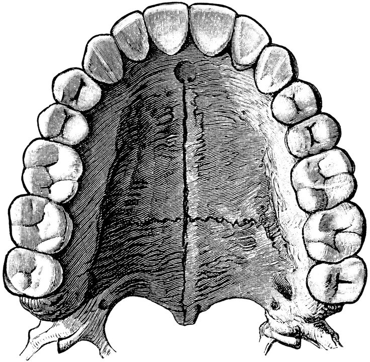 736x720 Collection Of Upper Teeth Drawing High Quality, Free