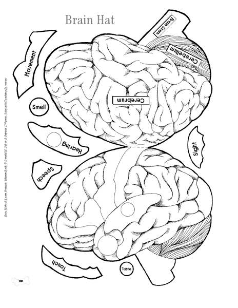 464x600 Brain Hat.pdf The Cardinal Academy Brain, Pdf