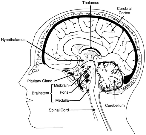 Drawing On The Right Side Of The Brain Pdf at GetDrawings | Free download