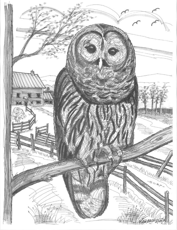 694x900 Vermont Barred Owl Drawing By Richard Wambach